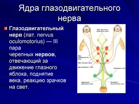 Ёжиковое ядро: роль в регуляции глазных движений