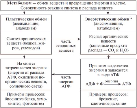 АТФ и метаболические процессы