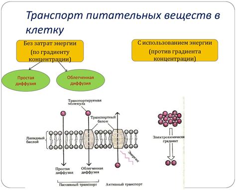 Абсорбция питательных веществ в энтодерме