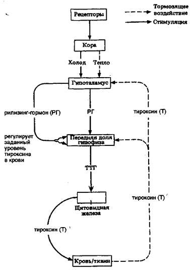 Автоматическая регуляция внутренней деятельности