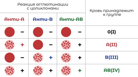 Агглютинины типа А и В: что это такое?