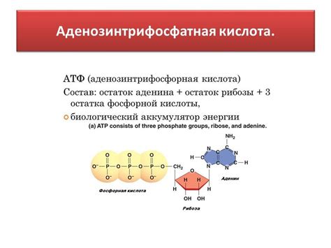 Аденозинтрифосфатная система