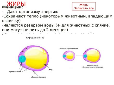 Адипоциты – основной тип клеток наслоения