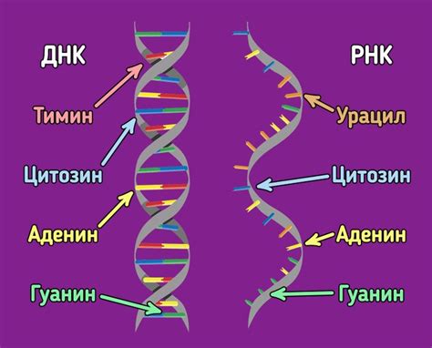 Азотные основания ДНК и РНК