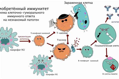 Азот и иммунная система