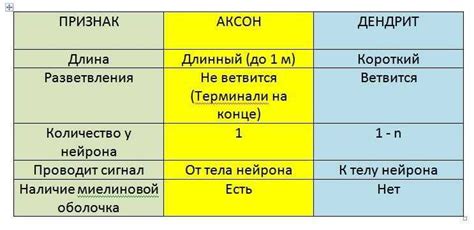 Аксон: определение и структура