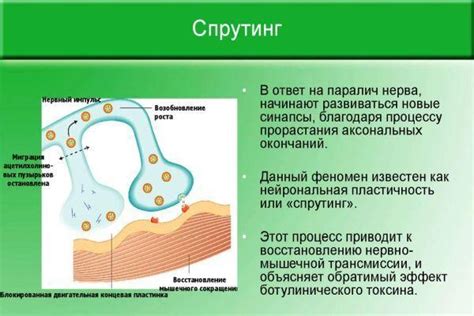 Аксон в биологии: роль в передаче нервных импульсов