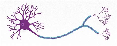 Аксон и его роль в процессе передачи сигналов