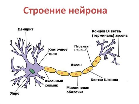 Аксон нейрона: структура и функции