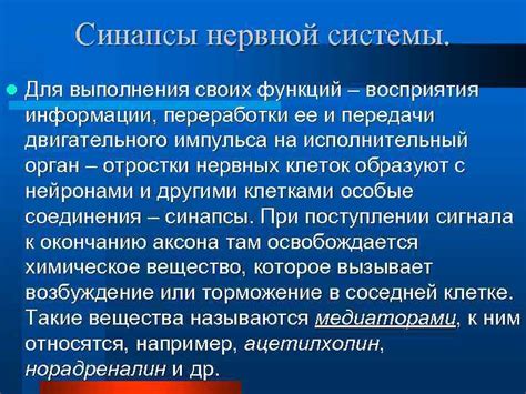 Аксосоматические синапсы: обработка и регуляция информации