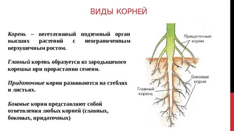 Активное участие корней растений