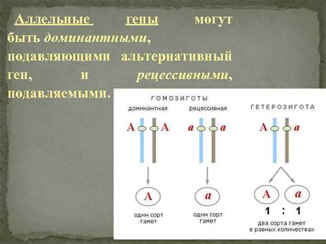 Аллели могут быть доминантными или рецессивными