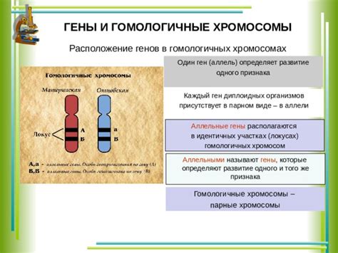 Аллельные гены располагаются на одном локусе в геноме