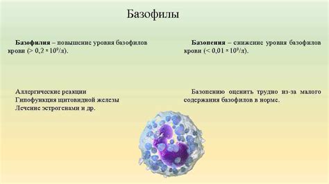 Аллергические реакции и повышение базофилов