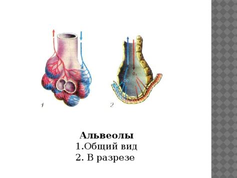 Альвеолы в биологии