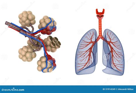 Альвеолы в легких