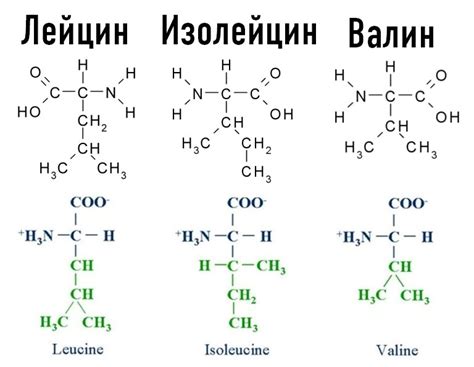 Аминокислоты - строительные блоки биосинтеза белков