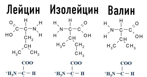 Аминокислоты - строительные блоки протеина