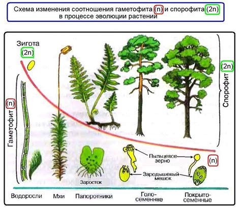 Амфитекия ламинарии: спорофит или гаметофит?