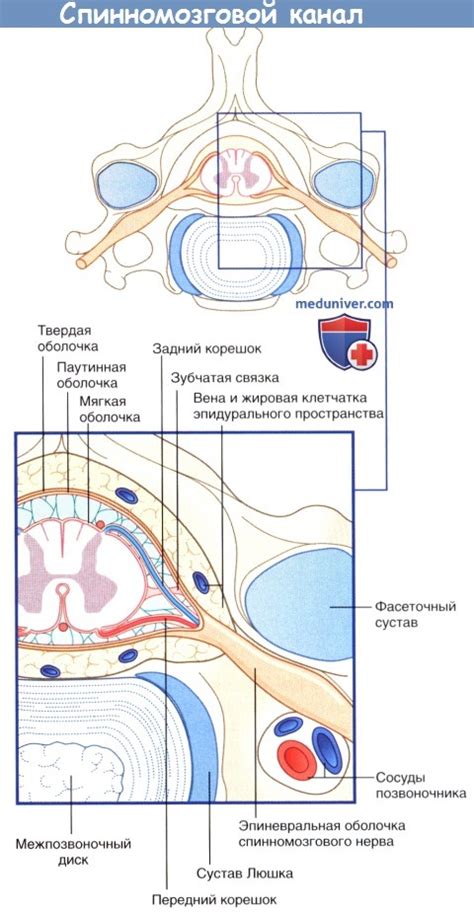 Анализ жидкости спинного мозга