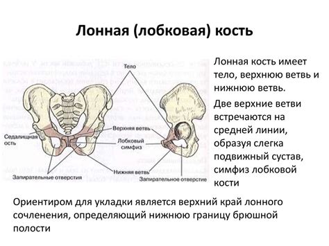 Анатомическая особенность лобковой области у женщин