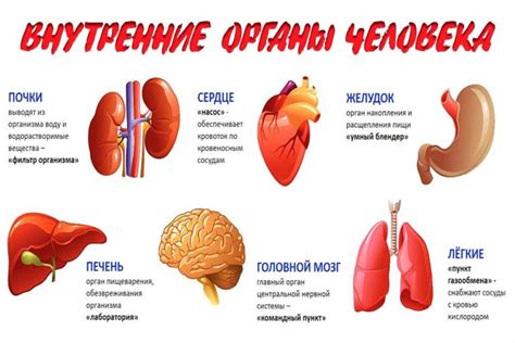 Анатомические изменения: что происходит с органами?