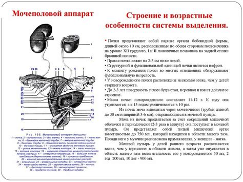 Анатомические особенности выделительной системы