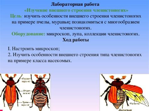 Анатомические особенности насекомых третьего класса