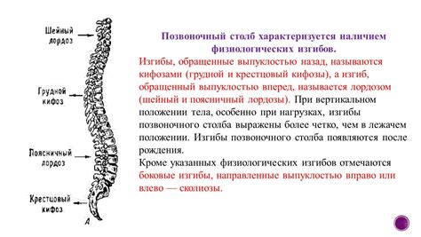 Анатомические особенности позвоночного столба человека и животных