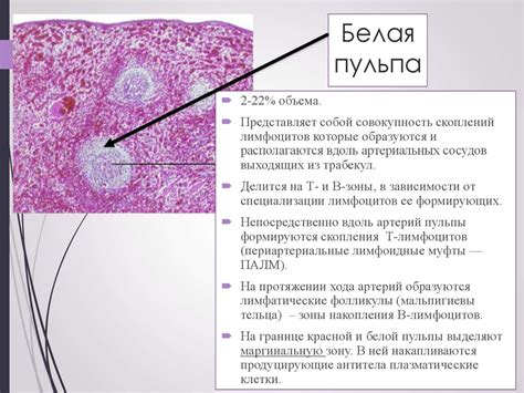 Анатомические особенности селезенки