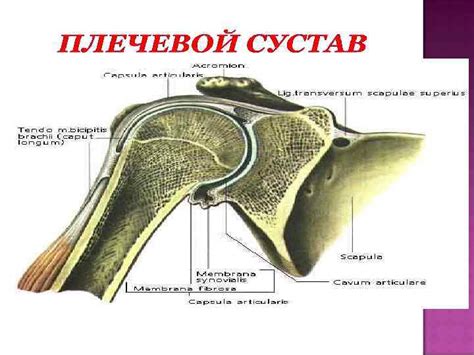 Анатомические особенности суставной впадины