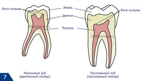 Анатомические отличия