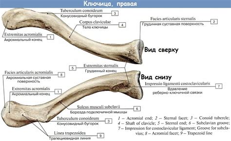 Анатомическое расположение ключицы и ее роль