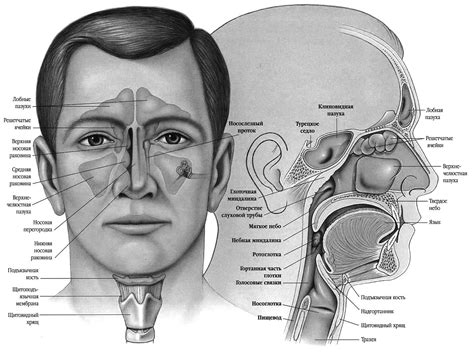 Анатомическое строение пазух носа