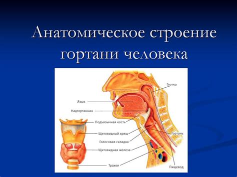 Анатомическое строение трубки в горле