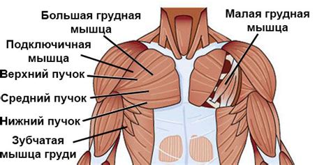 Анатомия верхней части груди