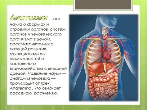 Анатомия и физиология органов и систем