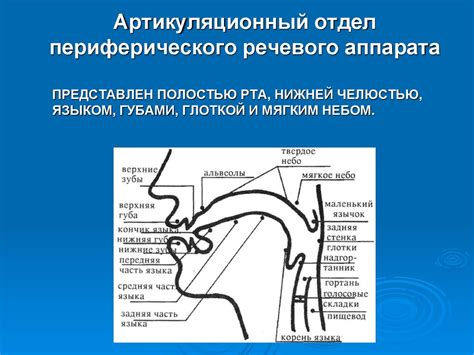 Анатомия и функции периферического отдела речевого аппарата