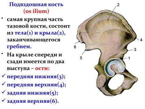 Анатомия левой подвздошной области у мужчин