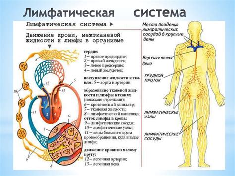 Анатомия лимфатической системы у животных