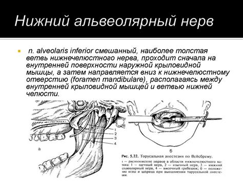 Анатомия нижнего альвеолярного нерва