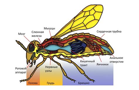 Анатомия ос и пчел