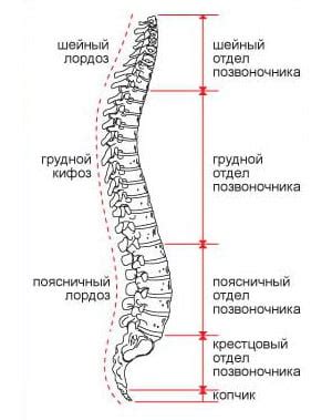 Анатомия позвоночника и его положение