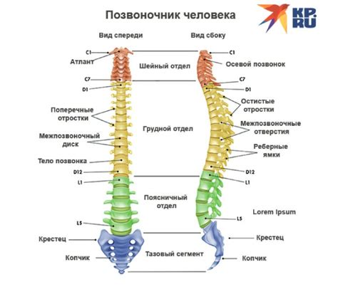 Анатомия позвоночника у иглогривки