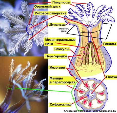 Анатомия полипа и его основные органы