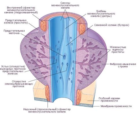 Анатомия предстательной железы и ее функции