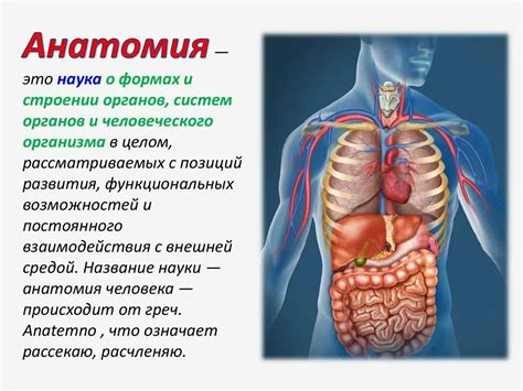 Анатомия человека: строение и функции организма