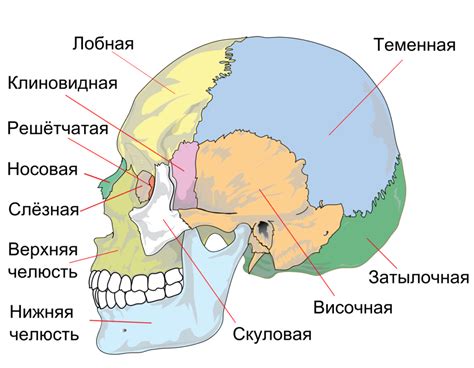 Анатомия черепа человека