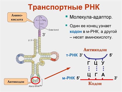 Антикодоны транспортной РНК