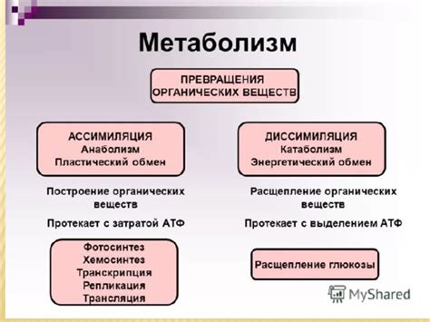 Ассимиляция в биологии: основные принципы и процессы